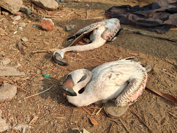 Flamingo deaths continue unabated, 5 more birds dead and 7 injured | फ्लेमिंगोचे मृत्यूसत्र थांबता थांबेना, आणखी ५ पक्ष्यांचा मृत्यू तर ७ जखमी Flamingo deaths continue unabated, 5 more birds dead and 7 injured | फ्लेमिंगोचे मृत्यूसत्र थांबता थांबेना, आणखी ५ पक्ष्यांचा मृत्यू तर ७ जखमी