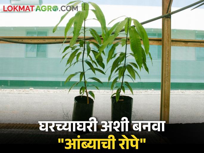 How to create seedlings from the mangoes you eat | तुम्ही खात असलेल्या आंब्यांपासून कशी तयार कराल रोपे How to create seedlings from the mangoes you eat | तुम्ही खात असलेल्या आंब्यांपासून कशी तयार कराल रोपे