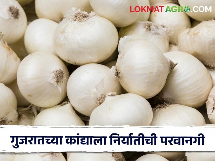 Gujarat will export 2 thousand metric tons of white onion; Export is permitted | गुजरातचा २ हजार मेट्रिक टन पांढरा कांदा होणार निर्यात; निर्यातीला परवानगी