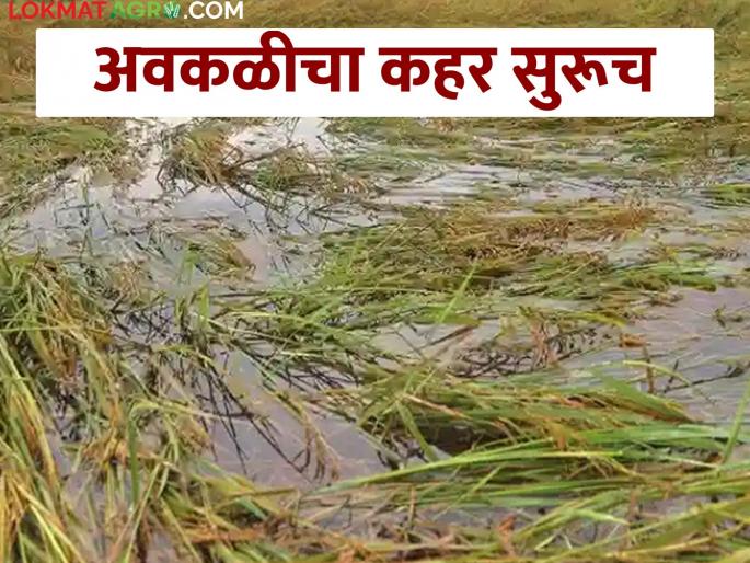 Toil yielded the field, but the weather destroyed it; Farmers in trouble | कष्टाने शेत बहारले पण अवकाळीने हिरावले; शेतकरी संकटात Toil yielded the field, but the weather destroyed it; Farmers in trouble | कष्टाने शेत बहारले पण अवकाळीने हिरावले; शेतकरी संकटात