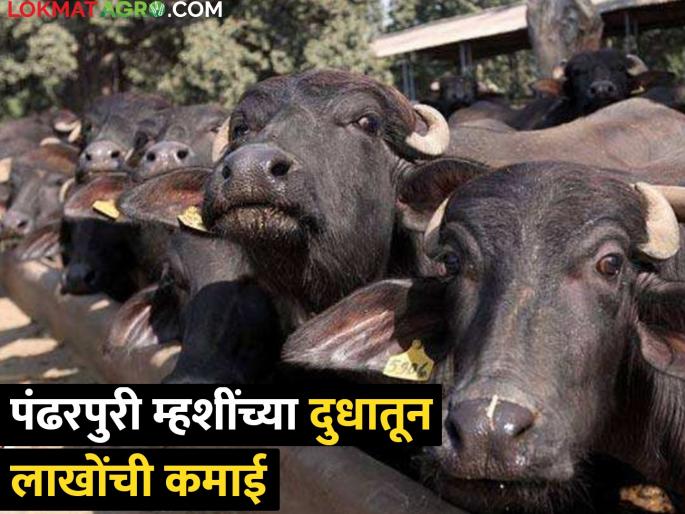 Pandharpuri buffalo; Earning 15 thousand rupees per day from dairy business | पंढरपूरी म्हैस भारी; दुग्ध व्यवसायातून एका दिवसाला १५ हजार रुपये कमाई Pandharpuri buffalo; Earning 15 thousand rupees per day from dairy business | पंढरपूरी म्हैस भारी; दुग्ध व्यवसायातून एका दिवसाला १५ हजार रुपये कमाई