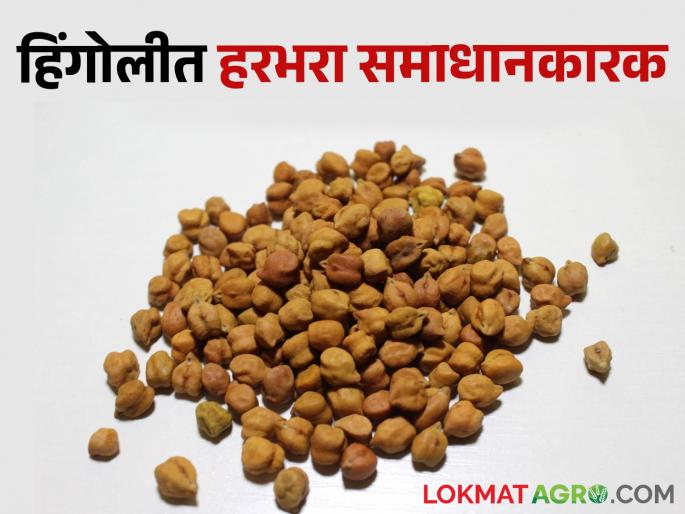 The arrival of gram in Hingoli Mondha increases; The price is satisfactory | हिंगोलीच्या मोंढ्यात हरभऱ्याची आवक वाढती; भाव ही समाधानकारक