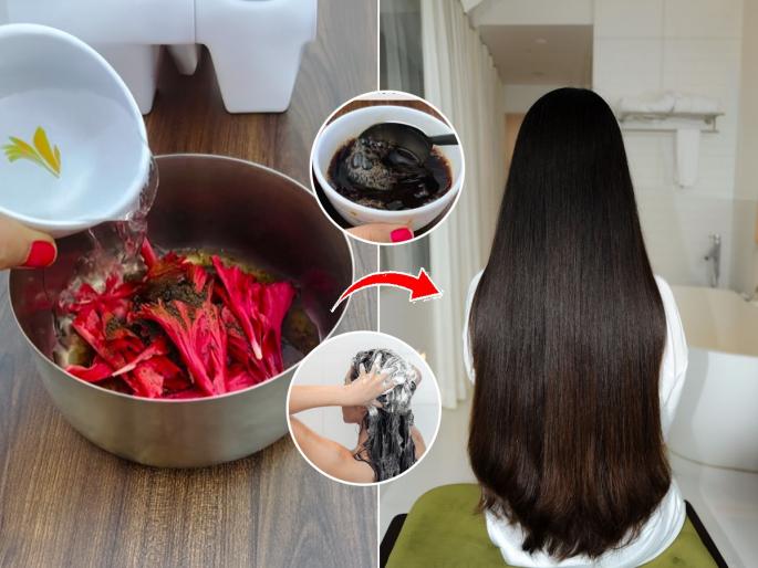 Herbal Hibiscus shampoo For Hair Growth | केस गळतात, शेपटीगत दिसतात? शाम्पूमध्ये मिसळा एका फुलाचं पाणी; केस वाढतील भरभर