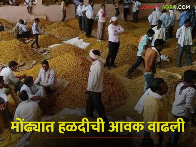 Turmeric arrival increased in Mondha of Sengaon; This is the average price | सेनगावच्या मोंढ्यात हळदीची आवक वाढली; सरासरी एवढा मिळतोय दर