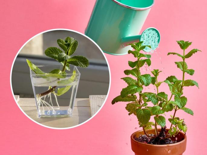 How to grow pudina or mint in terrace garden? gardening tips for growing pudina | पुदिना विकत कशाला आणायचा? कुंडीत लावून टाका- भराभर वाढेल, नेहमीच ताजा पुदिना मिळेल