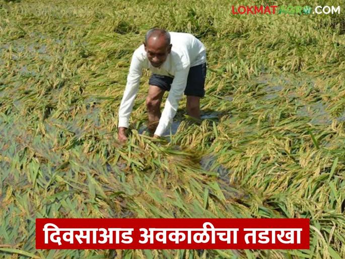 Unseasonal rain during the day, how will Panchnama be? Embarrassment continues before the administration | दिवसाआड अवकाळी पावसाचा तडाखा, कसा होईल पंचनामा? प्रशासनापुढे पेच कायम Unseasonal rain during the day, how will Panchnama be? Embarrassment continues before the administration | दिवसाआड अवकाळी पावसाचा तडाखा, कसा होईल पंचनामा? प्रशासनापुढे पेच कायम