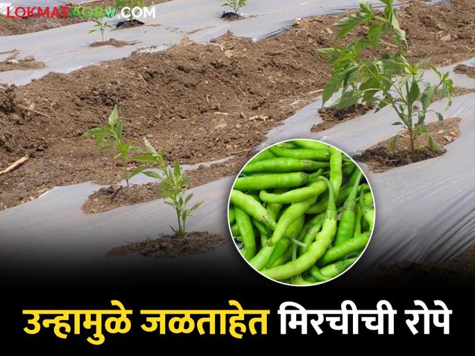 25 percent of chilli plants were scorched by heat; Replanting by farmers | उन्हामुळे २५ टक्के मिरचीची रोपे जळाली; शेतकऱ्यांकडून पुन्हा लागवड 25 percent of chilli plants were scorched by heat; Replanting by farmers | उन्हामुळे २५ टक्के मिरचीची रोपे जळाली; शेतकऱ्यांकडून पुन्हा लागवड