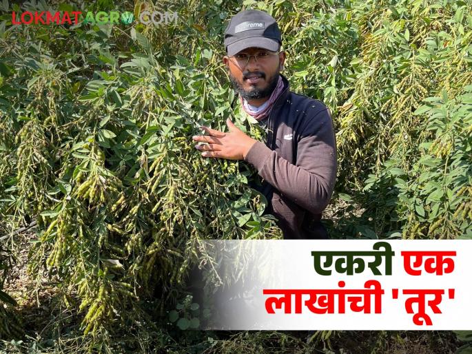 pigeon pea yields lakhs per acre; Farmers are saying no more sugarcane and cotton | एकरात लाखोंची कमाई देणारी तूर भारी; ऊस, कपाशीला आता नको म्हणतोय शेतकरी pigeon pea yields lakhs per acre; Farmers are saying no more sugarcane and cotton | एकरात लाखोंची कमाई देणारी तूर भारी; ऊस, कपाशीला आता नको म्हणतोय शेतकरी