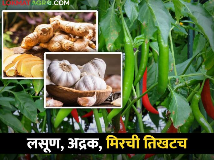 low seller in market; Garlic, ginger, chili pepper rate high | भाजीपाल्याची आवक घटली; लसूण, अद्रक, मिरची तिखटच