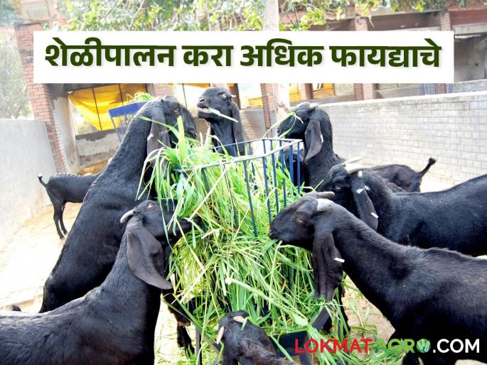 Three Ways to Get More Profit from Goat Farming Modern Smart Way | शेळीपालनातून आधुनिक स्मार्ट पद्धतीने अधिकचा नफा मिळविण्याचे तीन मार्ग Three Ways to Get More Profit from Goat Farming Modern Smart Way | शेळीपालनातून आधुनिक स्मार्ट पद्धतीने अधिकचा नफा मिळविण्याचे तीन मार्ग