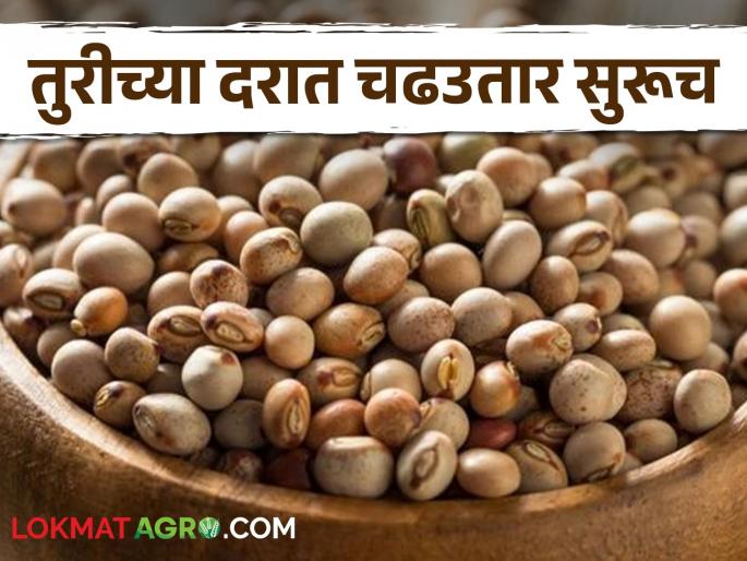 Turi increased the hurhur, the rate of eleven and a half thousand; Will the price increase further? | तुरीने वाढवली हुरहुर, साडेअकरा हजारांचा मिळतोय दर; आणखी वाढणार काय भाव? Turi increased the hurhur, the rate of eleven and a half thousand; Will the price increase further? | तुरीने वाढवली हुरहुर, साडेअकरा हजारांचा मिळतोय दर; आणखी वाढणार काय भाव?
