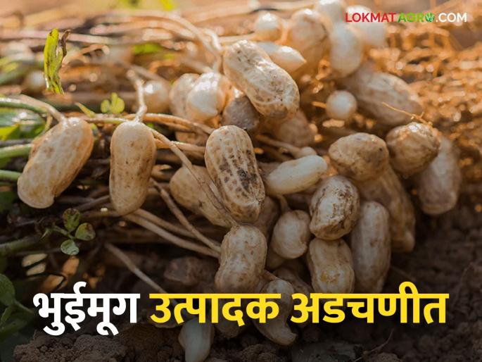 Summer groundnut production declined; No planting costs! | उन्हाळी भुईमूगाचे उत्पादन घटले; लागवड खर्चही निघेना!