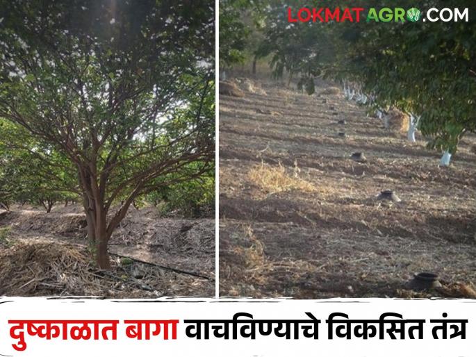 Use this technique developed by Orchard Research Center during drought and save orchards | दुष्काळात फळबाग संशोधन केंद्राने विकसित केलेले हे तंत्र वापरा आणि फळबागा वाचवा Use this technique developed by Orchard Research Center during drought and save orchards | दुष्काळात फळबाग संशोधन केंद्राने विकसित केलेले हे तंत्र वापरा आणि फळबागा वाचवा