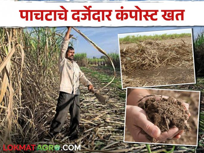 Sugarcane growers do not burn sugarcane stalks; Make compost from compost at home | ऊस उत्पादकांनो ऊसाचे पाचट जाळू नका; घरच्या घरी तयार करा पाचटापासून कंपोस्ट खत Sugarcane growers do not burn sugarcane stalks; Make compost from compost at home | ऊस उत्पादकांनो ऊसाचे पाचट जाळू नका; घरच्या घरी तयार करा पाचटापासून कंपोस्ट खत