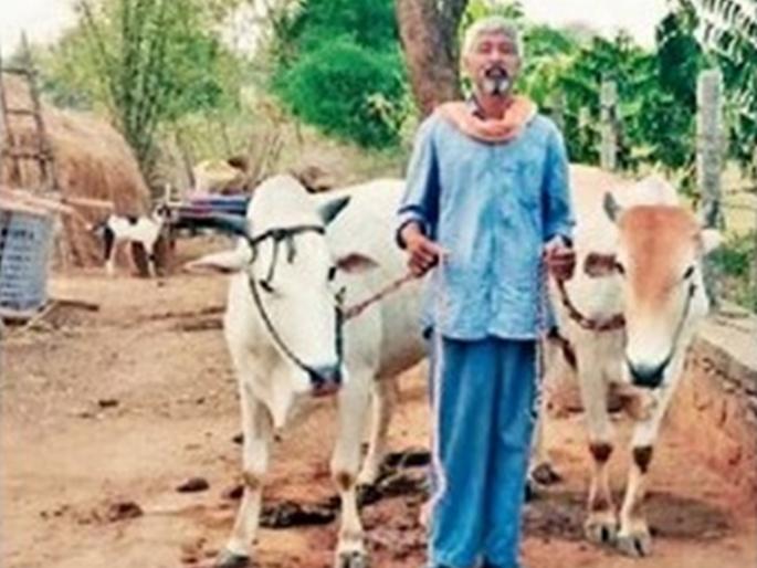 Lost pair of bulls found because of social media | सोशल मीडियामुळे मिळाली हरवलेली बैलजोडी Lost pair of bulls found because of social media | सोशल मीडियामुळे मिळाली हरवलेली बैलजोडी