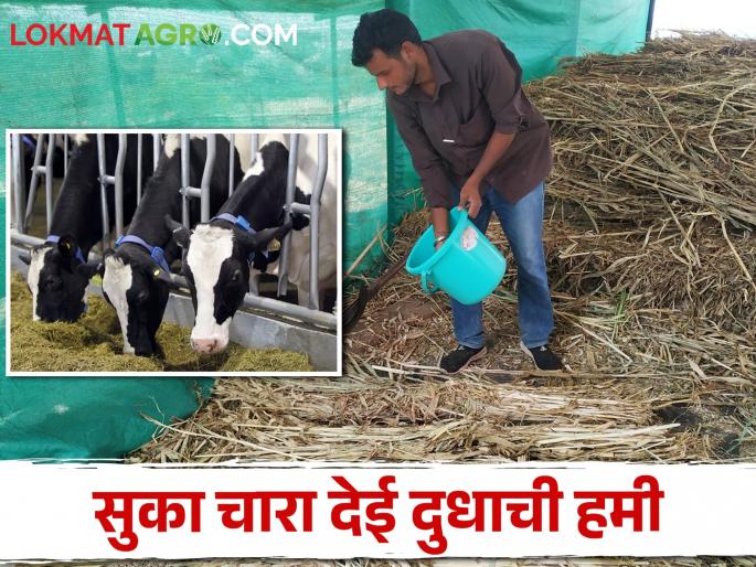 Don't worry about green fodder; Profitable dairy farming discovered through dry fodder feeding | नको चिंता हिरव्या वैरणीची; सुका चारा आहाराद्वारे फायदेशीर दुग्धव्यवसायाचा लागला शोध Don't worry about green fodder; Profitable dairy farming discovered through dry fodder feeding | नको चिंता हिरव्या वैरणीची; सुका चारा आहाराद्वारे फायदेशीर दुग्धव्यवसायाचा लागला शोध