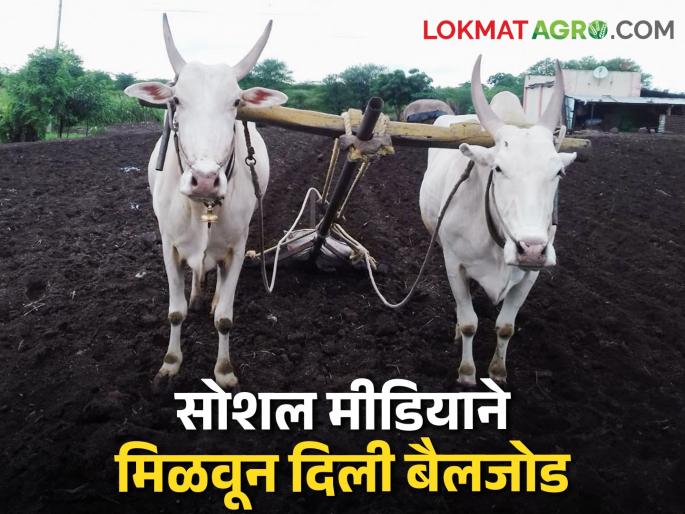 Thanks to social media, the farmer found their lost pair of bullocks | सोशल मीडियामुळे मिळाली शेतकरी बांधवास हरवलेली बैलजोडी