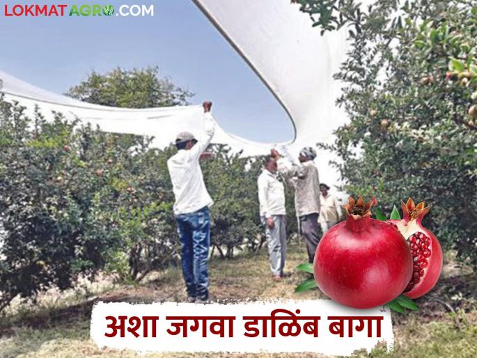 Pomegranate orchards will be covered; Only then will the garden be saved from intense heat | डाळिंब बागांना आच्छादनाची असेल साथ; तरच तीव्र उष्णतेपासून वाचेल बाग Pomegranate orchards will be covered; Only then will the garden be saved from intense heat | डाळिंब बागांना आच्छादनाची असेल साथ; तरच तीव्र उष्णतेपासून वाचेल बाग