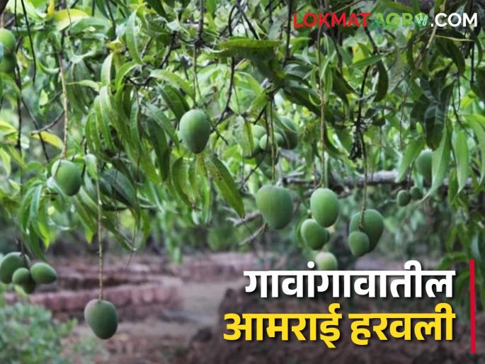 Mango : Gawran mangoes on the verge of deportation due to various crises | Mango : विविध संकटांमुळे गावरान आंबा हद्दपार होण्याच्या मार्गावर Mango : Gawran mangoes on the verge of deportation due to various crises | Mango : विविध संकटांमुळे गावरान आंबा हद्दपार होण्याच्या मार्गावर