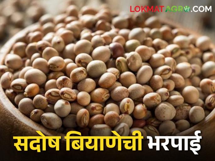 Pigeon Pea seeds turned out to be defective; Order to pay Rs 70 thousand compensation to the farmer | तुरीचे बियाणे सदोष निघाले; शेतकऱ्याला ७० हजार रुपये नुकसान भरपाई देण्याचे आदेश Pigeon Pea seeds turned out to be defective; Order to pay Rs 70 thousand compensation to the farmer | तुरीचे बियाणे सदोष निघाले; शेतकऱ्याला ७० हजार रुपये नुकसान भरपाई देण्याचे आदेश