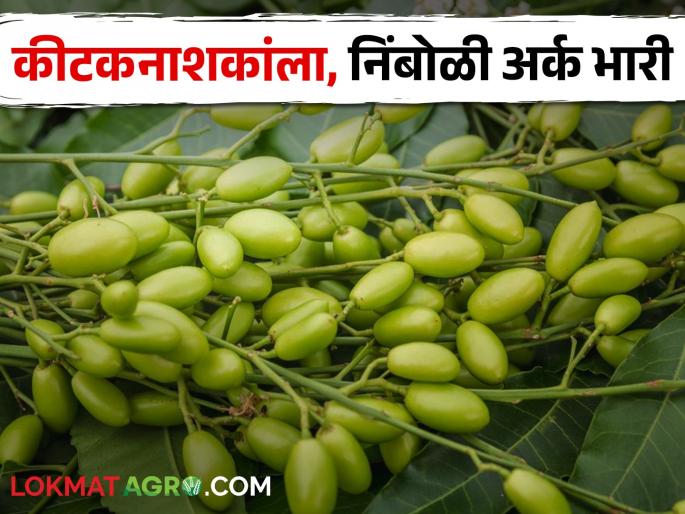 Use of nimboli extract saves more than 25 percent of pesticide costs | निंबोळी अर्काच्या वापरामुळे वाचतो २५ टक्क्याहून अधिक कीटकनाशकांचा खर्च Use of nimboli extract saves more than 25 percent of pesticide costs | निंबोळी अर्काच्या वापरामुळे वाचतो २५ टक्क्याहून अधिक कीटकनाशकांचा खर्च