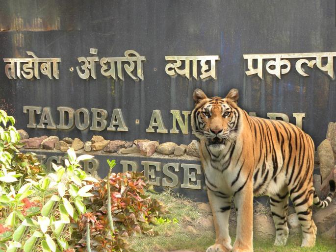 12.15 crore scam of Tadoba now entry of ED to investigate | ताडोबाच्या १२.१५ कोटींच्या घोटाळ्यात आता ईडीची एंट्री 12.15 crore scam of Tadoba now entry of ED to investigate | ताडोबाच्या १२.१५ कोटींच्या घोटाळ्यात आता ईडीची एंट्री