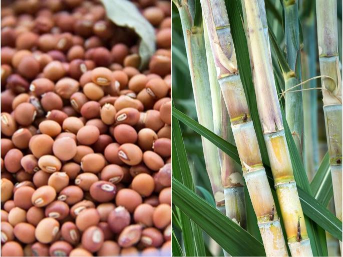 This year, along with paddy, sugarcane and tur crops will also be sown | यंदा खरिपात धानासोबत ऊस व तूर पिकांचाही पेरा वाढणार This year, along with paddy, sugarcane and tur crops will also be sown | यंदा खरिपात धानासोबत ऊस व तूर पिकांचाही पेरा वाढणार