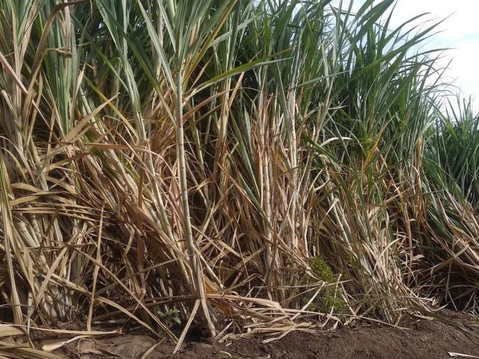 Temperature at 45 degrees; 10 percent decrease in sugar production | तापमान ४५ अंशावर; १० टक्के साखर उत्पादनात घट Temperature at 45 degrees; 10 percent decrease in sugar production | तापमान ४५ अंशावर; १० टक्के साखर उत्पादनात घट