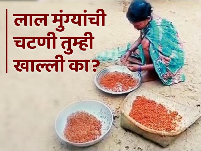 Have you eaten red ant chutney? | लाल मुंग्यांची चटणी तुम्ही खाल्ली का? Have you eaten red ant chutney? | लाल मुंग्यांची चटणी तुम्ही खाल्ली का?