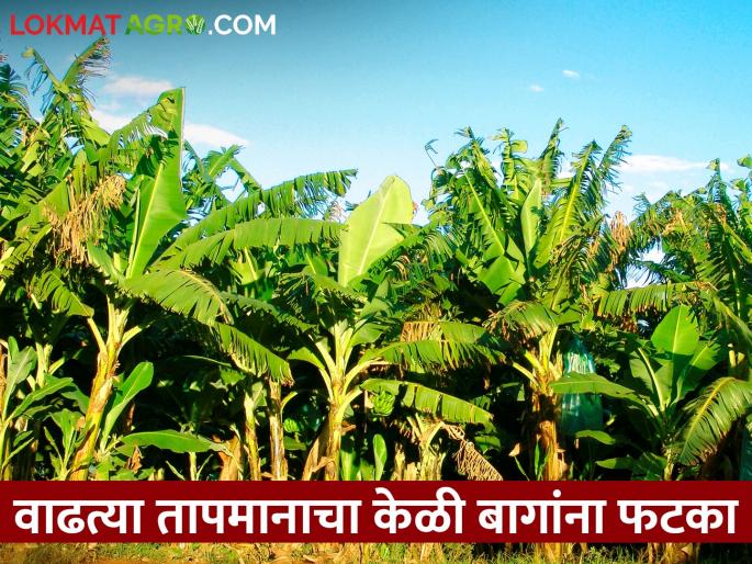 Banana gardens were hit by bad weather first and now rising temperatures | केळी बागांना आधी अवकाळीचा अन् आता वाढत्या तापमानाचा फटका