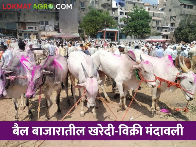 Bull market buying and selling slowed; Financial turnover stopped! | बैल बाजारातील खरेदी विक्री मंदावली; आर्थिक उलाढाल ठप्प! Bull market buying and selling slowed; Financial turnover stopped! | बैल बाजारातील खरेदी विक्री मंदावली; आर्थिक उलाढाल ठप्प!