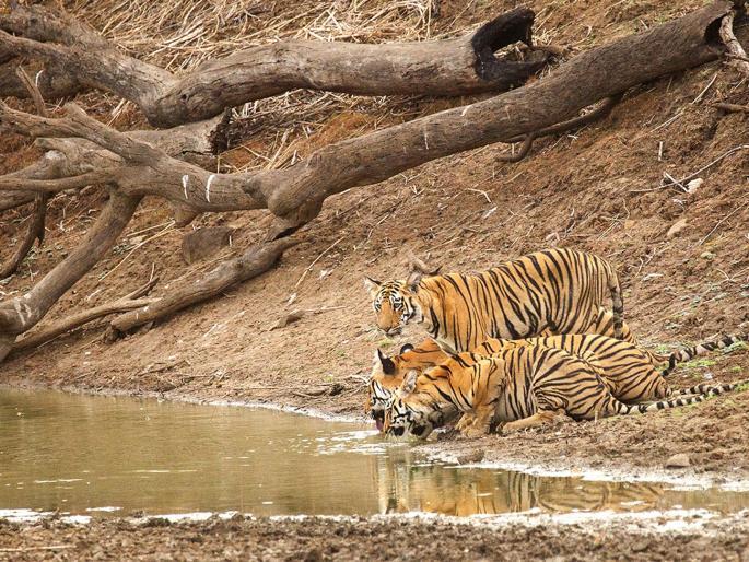 Tigers, leopards and other wild animals wandering to satisfy their thirst | वाघ, बिबट्यांसह अन्य वन्यप्राण्यांची तृष्णातृप्तीसाठी भटकंती Tigers, leopards and other wild animals wandering to satisfy their thirst | वाघ, बिबट्यांसह अन्य वन्यप्राण्यांची तृष्णातृप्तीसाठी भटकंती