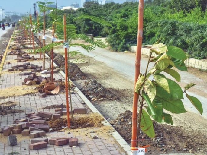 Out of 33 thousand trees, only a few trees survived in five years! | ३३ हजार झाडांपैकी पाच वर्षांत मोजकीच झाडे जगली ! Out of 33 thousand trees, only a few trees survived in five years! | ३३ हजार झाडांपैकी पाच वर्षांत मोजकीच झाडे जगली !