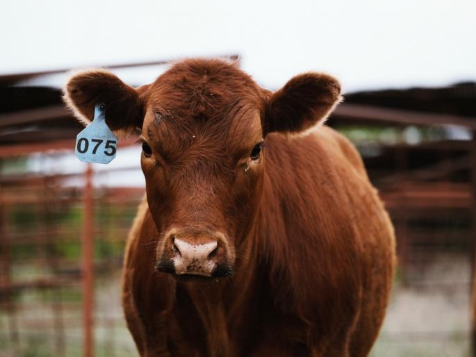 Transport of animals without 'ear tagging' stopped | ‘ईयर टॅगिंग’ शिवाय जनावरांची वाहतूक बंद Transport of animals without 'ear tagging' stopped | ‘ईयर टॅगिंग’ शिवाय जनावरांची वाहतूक बंद