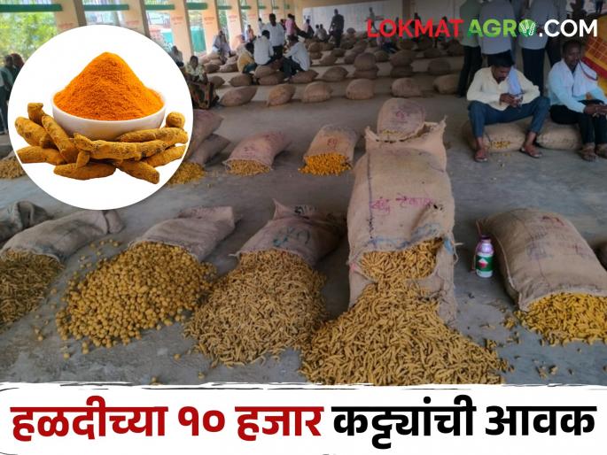 As soon as 10,000 pieces of turmeric bags are introduced in the market; Rates fell by 500 | हळदीची १० हजार कट्ट्यांची बाजारात आवक होताच; दर ५०० ने घसरले As soon as 10,000 pieces of turmeric bags are introduced in the market; Rates fell by 500 | हळदीची १० हजार कट्ट्यांची बाजारात आवक होताच; दर ५०० ने घसरले