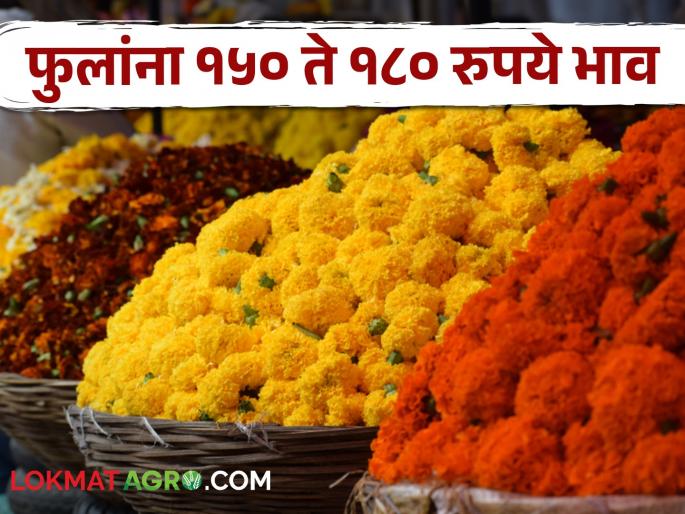 With the increase in the use of flowers in various events; Flower farming is profitable | विविध कार्यक्रमात फुलांचा वापर वाढल्याने; फुलांची शेती ठरतेय फायद्याची With the increase in the use of flowers in various events; Flower farming is profitable | विविध कार्यक्रमात फुलांचा वापर वाढल्याने; फुलांची शेती ठरतेय फायद्याची