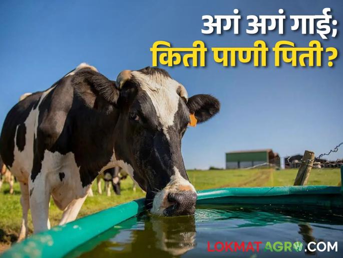 Why Do Holstein Friesian Cows; Drink So Much Water? | Dairy होलस्टीन फ्रिजियन गाई; का पितात हो एवढं जास्त पाणी? Why Do Holstein Friesian Cows; Drink So Much Water? | Dairy होलस्टीन फ्रिजियन गाई; का पितात हो एवढं जास्त पाणी?