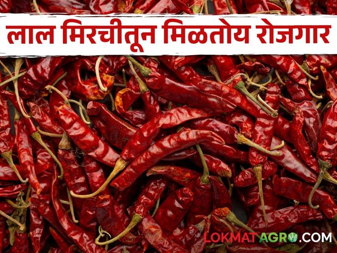 Remove the stalks of red pepper; Women of Dharmabad get employment | लाल मिरचीचे देठ काढून देण्यात धर्माबादच्या महिलांना मिळतो रोजगार Remove the stalks of red pepper; Women of Dharmabad get employment | लाल मिरचीचे देठ काढून देण्यात धर्माबादच्या महिलांना मिळतो रोजगार