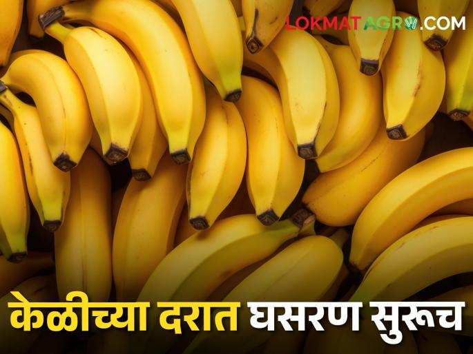 A sharp fall in banana prices; Even the expenses do not go away, farmers are in trouble! | Banana Market केळीच्या दरात कमालीची घसरण; केलेला खर्चही निघेना, शेतकरी अडचणीत! A sharp fall in banana prices; Even the expenses do not go away, farmers are in trouble! | Banana Market केळीच्या दरात कमालीची घसरण; केलेला खर्चही निघेना, शेतकरी अडचणीत!