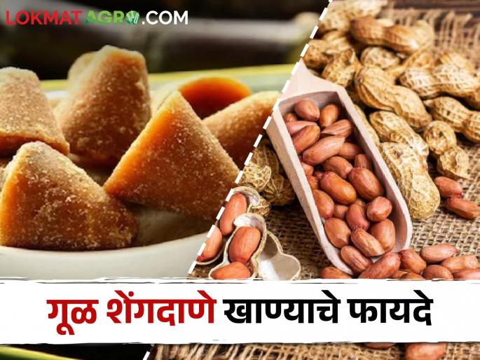 Regular consumption of jaggery groundnuts relieves acidity; Bones also become strong | गूळ शेंगदाणे नियमित सेवन केल्यास अॅसिडिटीपासून होते सुटका; हाडेही होतात मजबूत Regular consumption of jaggery groundnuts relieves acidity; Bones also become strong | गूळ शेंगदाणे नियमित सेवन केल्यास अॅसिडिटीपासून होते सुटका; हाडेही होतात मजबूत