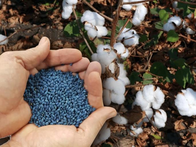 Farmers allowed to sell BT seeds from May 16 | शेतकऱ्यांना १६ मेपासून बीटी बियाणे विक्रीसाठी परवानगी Farmers allowed to sell BT seeds from May 16 | शेतकऱ्यांना १६ मेपासून बीटी बियाणे विक्रीसाठी परवानगी