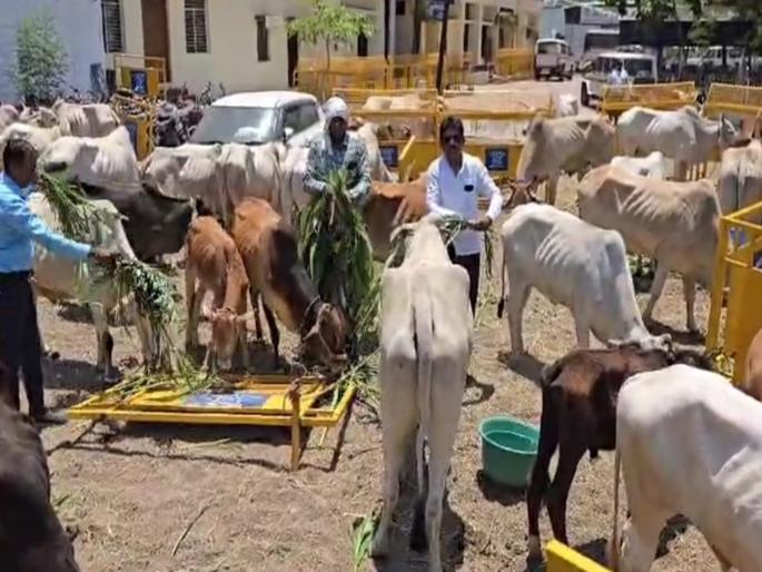 Police seized 42 animals in Hingoli; Fodder, water within the Police Thane premises | हिंगोलीत पोलिसांनी ४२ जनावरे घेतली ताब्यात; ठाण्याच्या आवारातच चारा, पाणी Police seized 42 animals in Hingoli; Fodder, water within the Police Thane premises | हिंगोलीत पोलिसांनी ४२ जनावरे घेतली ताब्यात; ठाण्याच्या आवारातच चारा, पाणी
