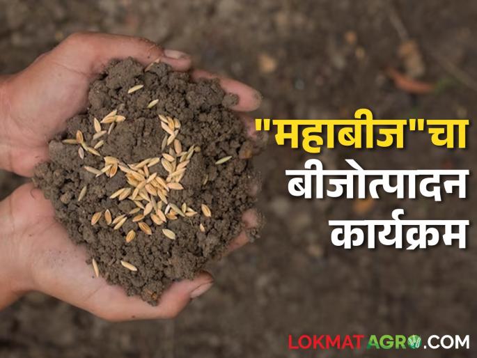 For this year's kharif season, 'Mahabeez' planning huge production of seed! | Seed Production यंदाच्या खरीप हंगामासाठी 'महाबीज' ने कसली कंबर! For this year's kharif season, 'Mahabeez' planning huge production of seed! | Seed Production यंदाच्या खरीप हंगामासाठी 'महाबीज' ने कसली कंबर!