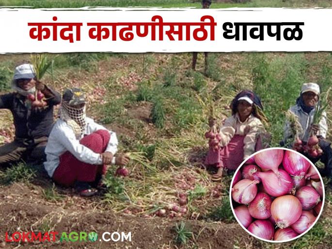 Fearing unseasonal rain, many farmers rush to harvest onion | अवकाळी पावसाच्या धास्तीने अनेक शेतकऱ्यांची कांदा काढणीसाठी धावपळ Fearing unseasonal rain, many farmers rush to harvest onion | अवकाळी पावसाच्या धास्तीने अनेक शेतकऱ्यांची कांदा काढणीसाठी धावपळ