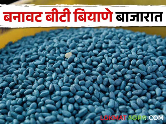 Beware, there is a high possibility of counterfeit Bt seeds entering the market; Call for complaint by Agriculture Department | सावधान, बनावट बीटी बियाणे बाजारात दाखल होण्याची दाट शक्यता; कृषी विभागातर्फे तक्रार करण्याचे आवाहन Beware, there is a high possibility of counterfeit Bt seeds entering the market; Call for complaint by Agriculture Department | सावधान, बनावट बीटी बियाणे बाजारात दाखल होण्याची दाट शक्यता; कृषी विभागातर्फे तक्रार करण्याचे आवाहन