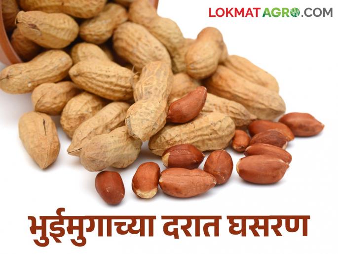 If there is no price, why produce groundnut? | Groundnut Market भावच नसेल तर; भुईमुगाचा पेरा घ्यावा तरी कशाला?