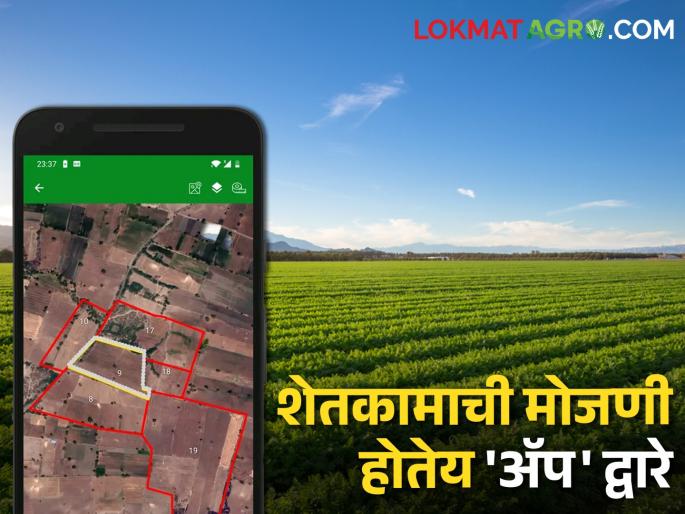 sorghum, corn harvest field area; Laborers calculate on mobile app | ज्वारी, मका कापणी केलेल्या शेताची; मजूर करतात मोबाइल ॲपवर मोजणी
