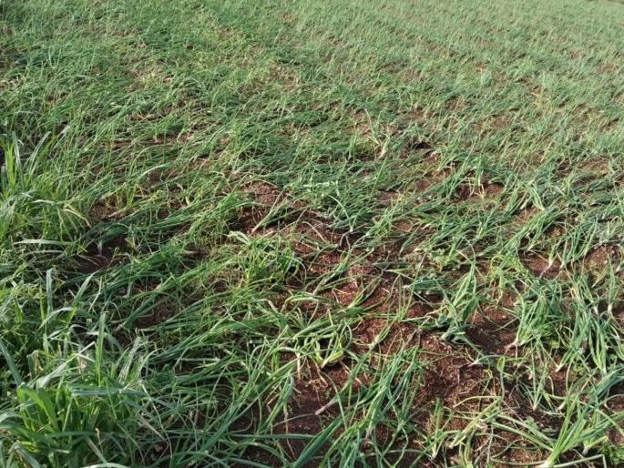 157 villages hit by drought; 4373 farmers affected | अवकाळीचा १५७ गावांना फटका; ४३७३ शेतकरी बाधित 157 villages hit by drought; 4373 farmers affected | अवकाळीचा १५७ गावांना फटका; ४३७३ शेतकरी बाधित