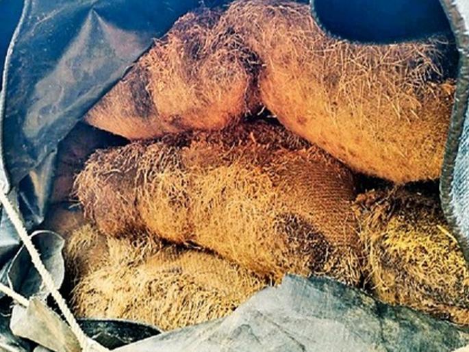 The sprouts of paddy in the field of Tribal Development Corporation were broken | आदिवासी विकास महामंडळाच्या उघड्यावरील धानाला फुटले कोंब