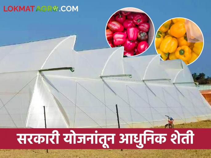 Cucumber, Capsicum from polyhouse & Shednet yield lakhs | Success Story शेडनेट, पॉलिहाऊसमधून काकडी, शिमला मिरचीचे लाखोंचे उत्पन्न Cucumber, Capsicum from polyhouse & Shednet yield lakhs | Success Story शेडनेट, पॉलिहाऊसमधून काकडी, शिमला मिरचीचे लाखोंचे उत्पन्न